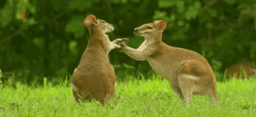 cute kangaroo gif - Clip Art Library