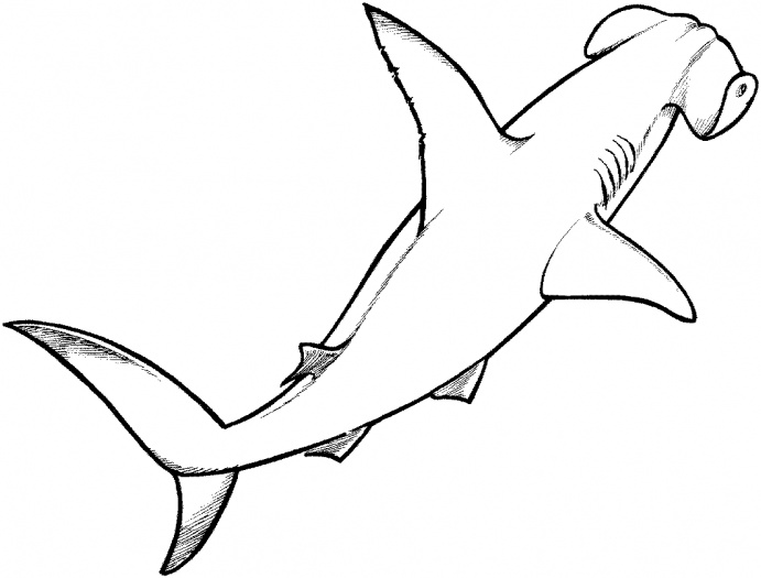 tribal hammerhead shark drawing