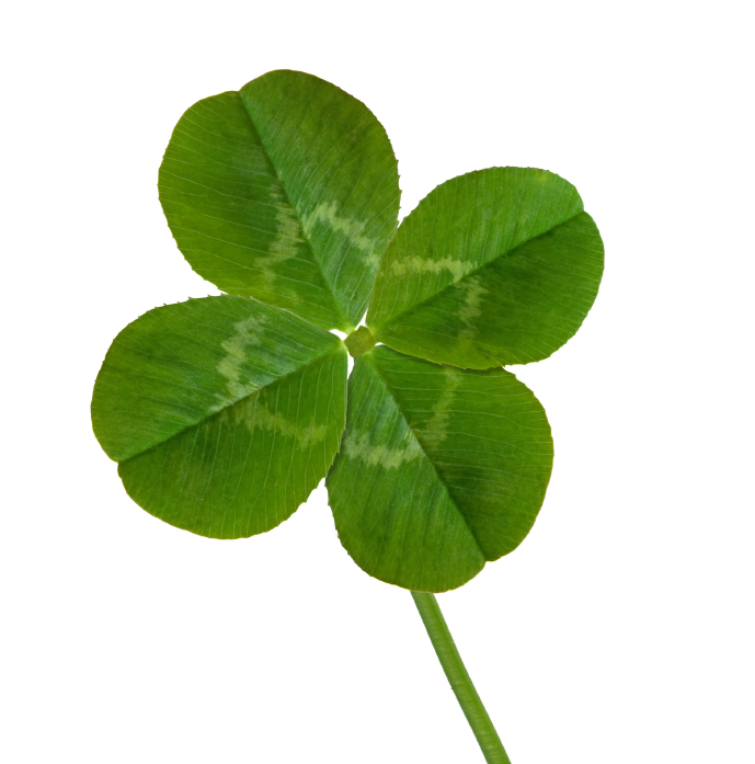 Picture Of Four Leaf Clover