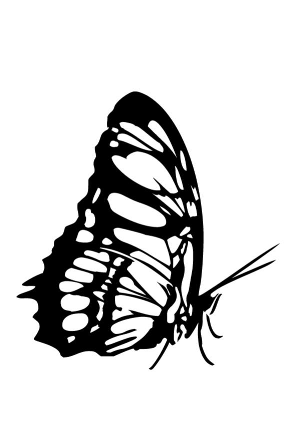 BUTTERFLY coloring pages - Graphic Butterfly