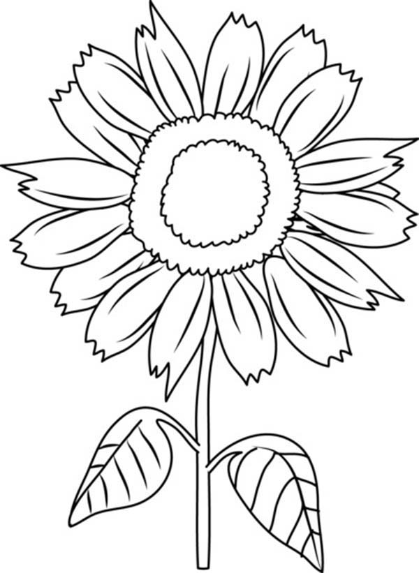 sunflower coloring pages | Only One Coloring Pages
