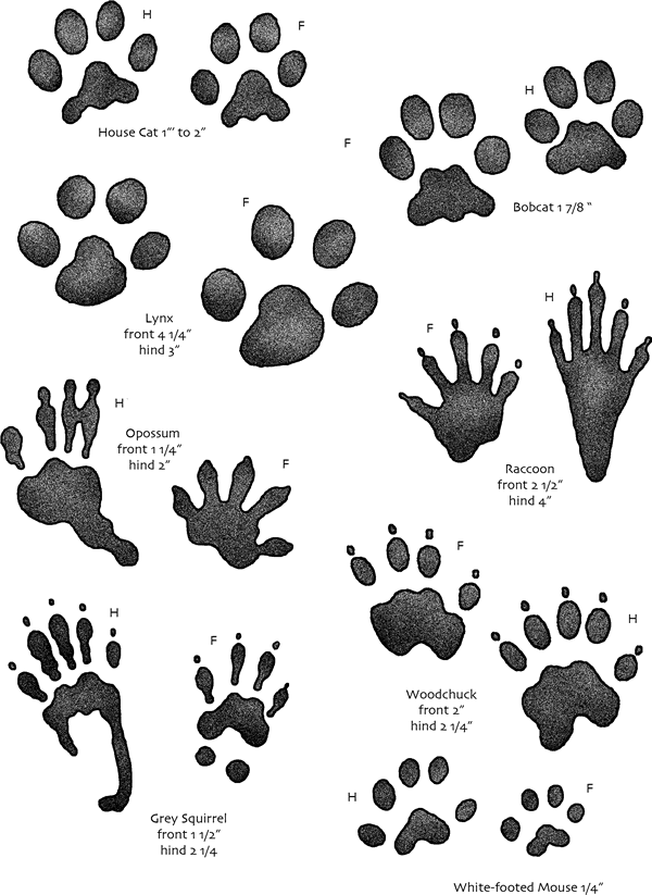 Big Printable Animal Footprints