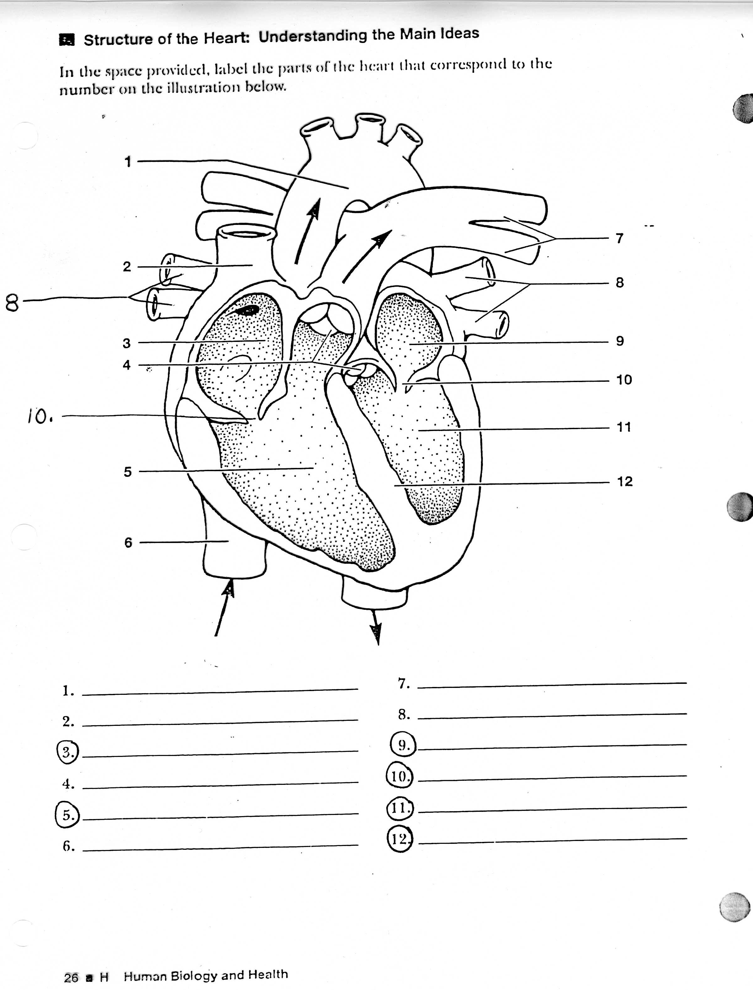 blank heart diagram