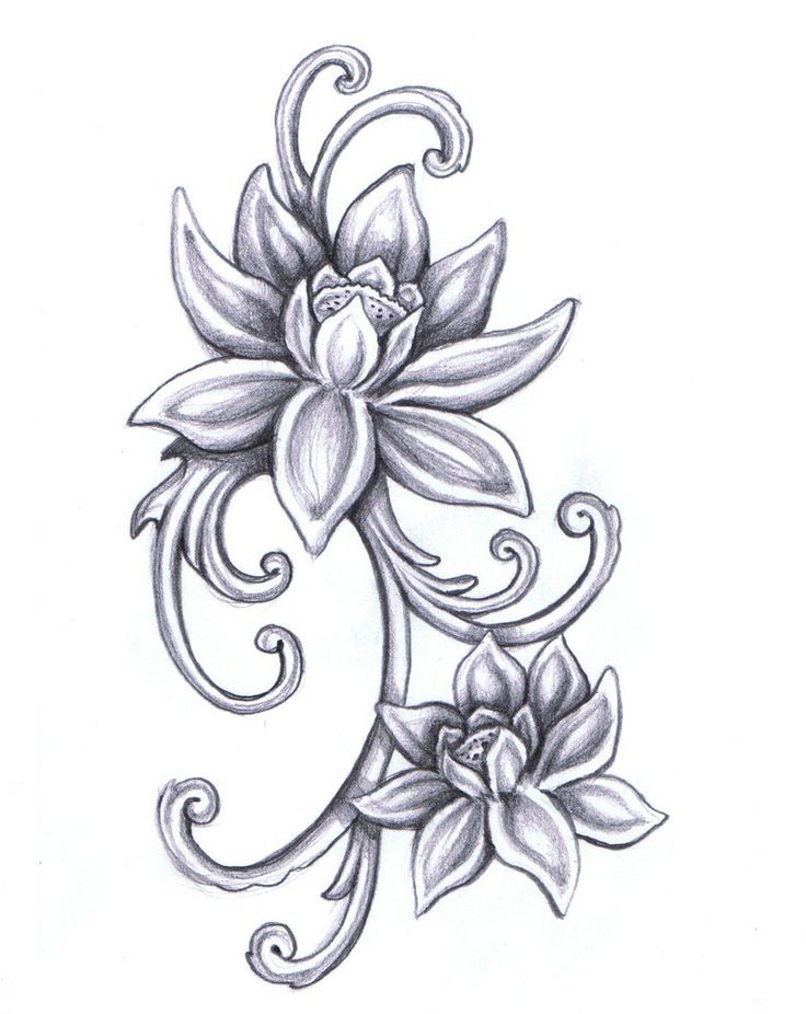 Lotus Flower Drawings on Clipart library | Lotus Drawing, Tattoo 