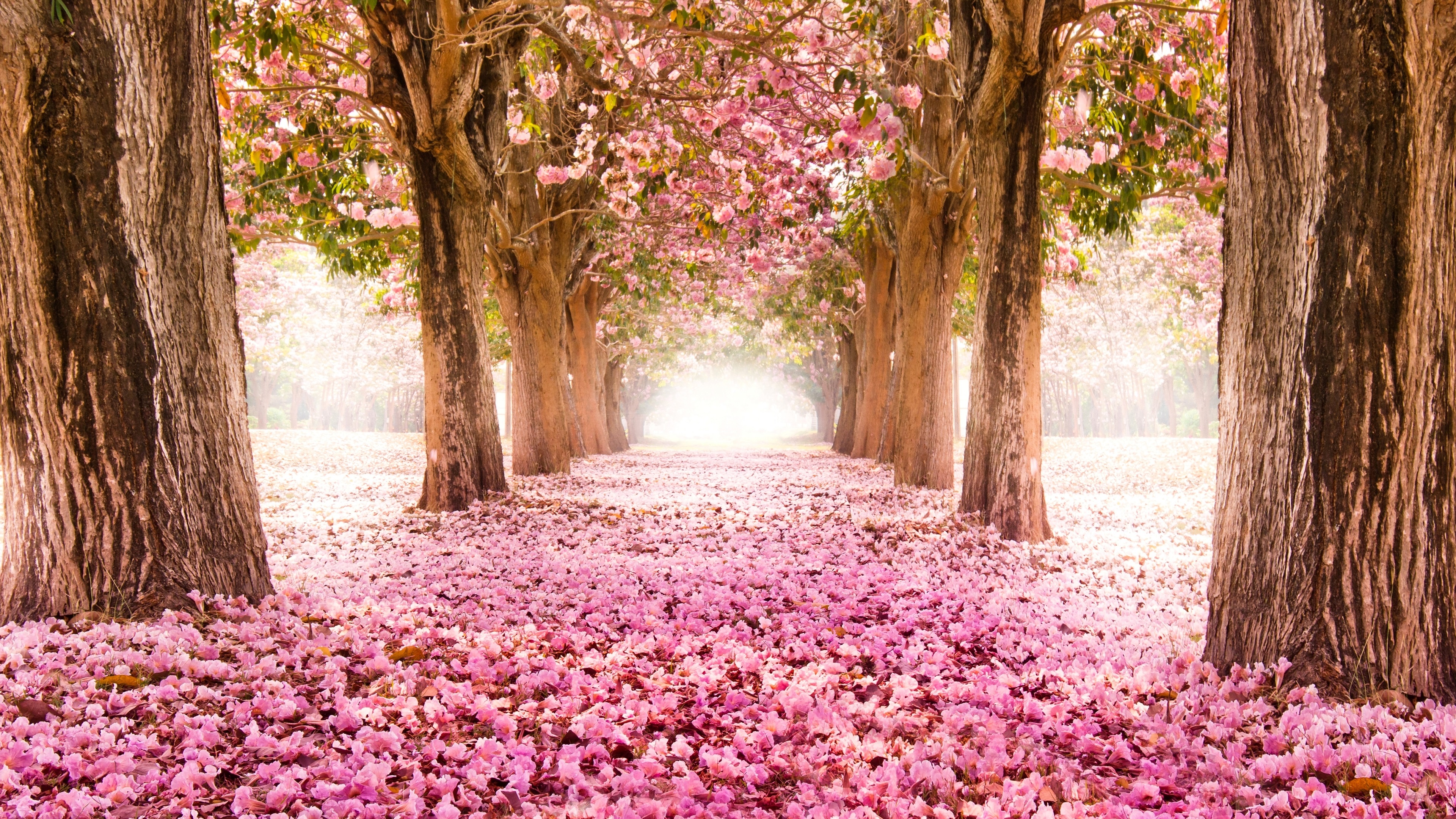 desktop wallpaper hd cherry blossom - Clip Art Library