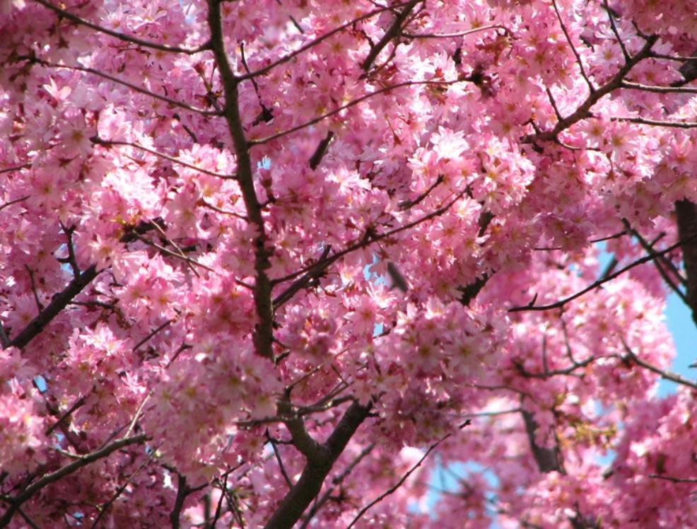 Clip Arts Related To : rainier cherry tree blossom. 