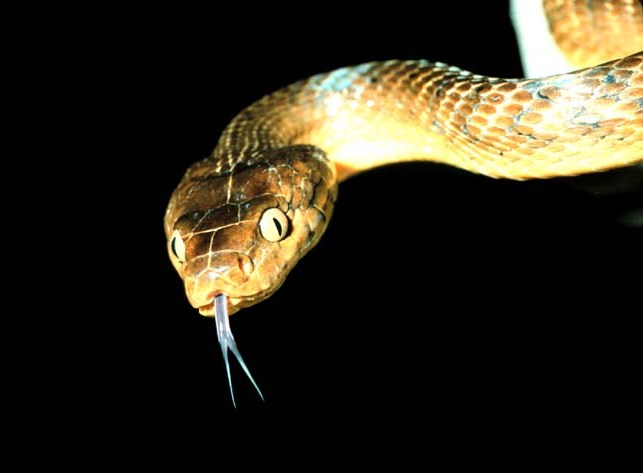 Boston University News Service | Mice Bombs Kill Snakes