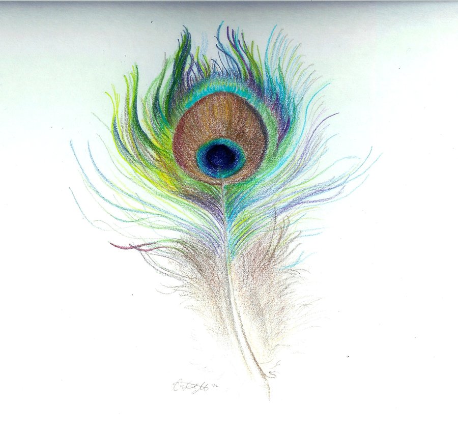 peacock feather drawings tumblr