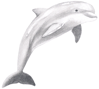 Dolphin Drawing - Gallery
