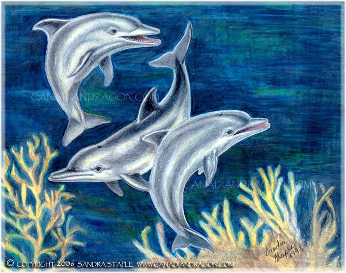 Canadian Dragon Fantasy Art: Original Dolphins Color Pencil 