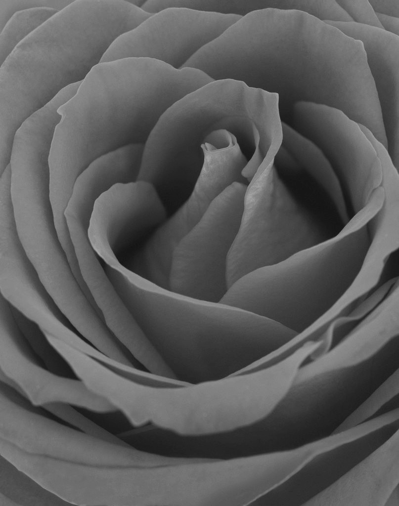 Black and white flower photography - Blooming Red Rose | Digital 