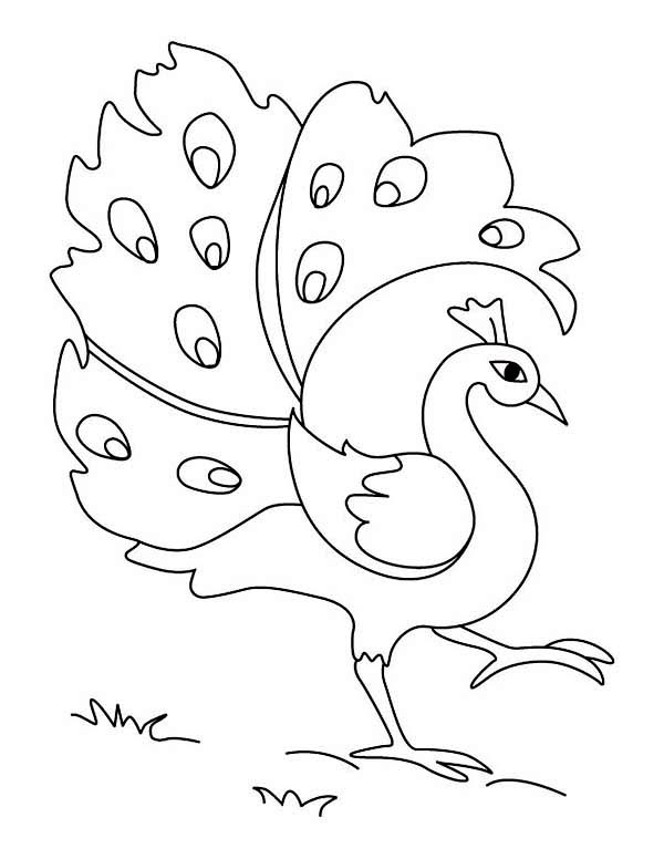 Free Peacock Drawing Download Free Clip Art Free Clip