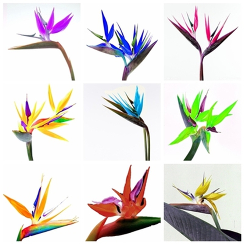Compare Prices on Birds of Paradise Plant- Online Shopping/Buy Low 