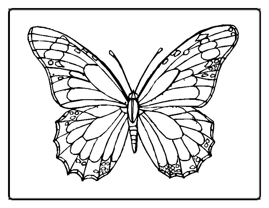 Free printable pictures of butterflies to color DUSAN CECH