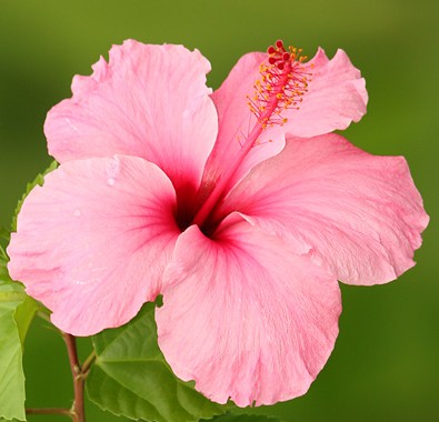 Hawaii tropical flowers