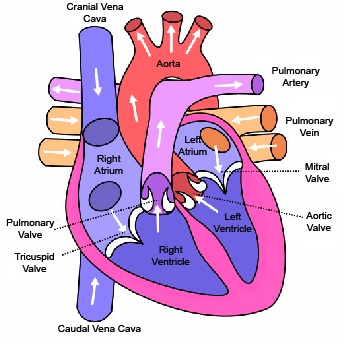progtedertio: heart diagram unlabeled
