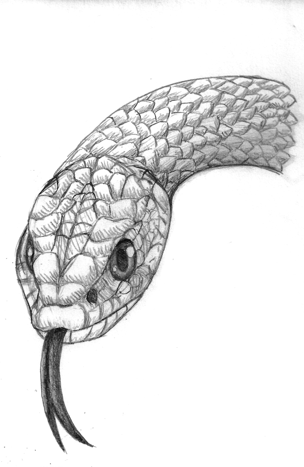 snake head drawing - Clip Art Library