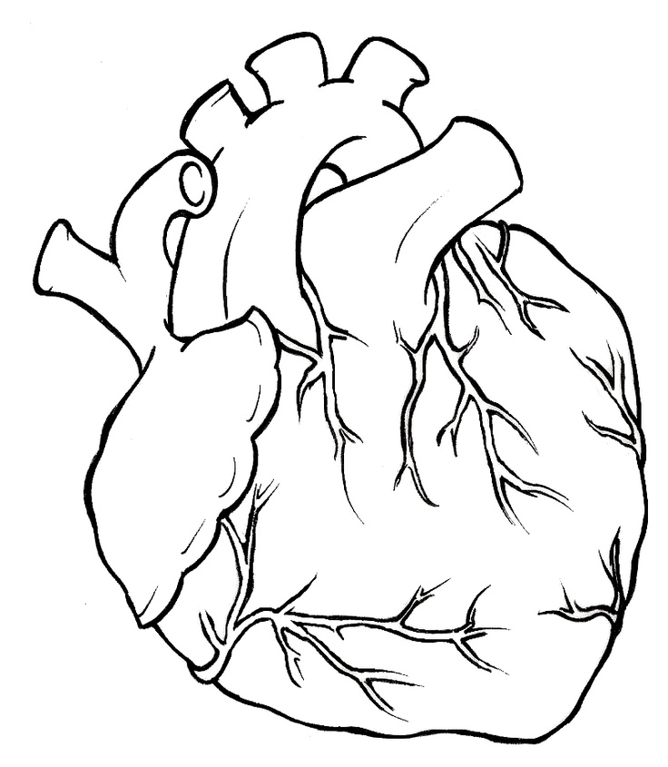 Hearts on Clipart library | Human Heart, Human Heart Tattoo and Heart