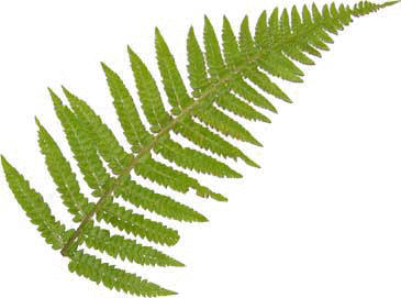 fern leaves clipart leaf