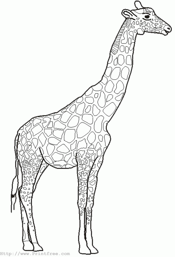 Big Coloring Pages Of Animals | giraffe outline image | coloring 
