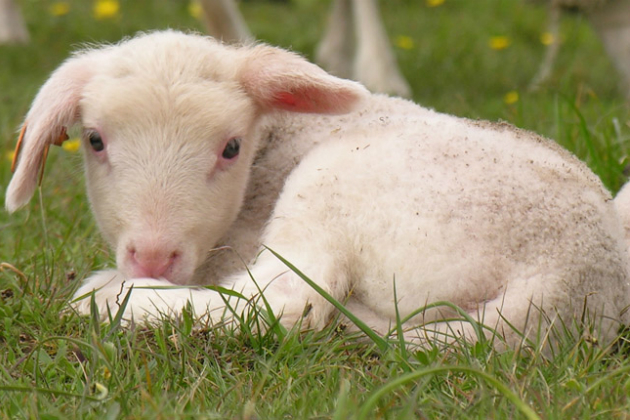 A Look into the Innocent Eyesof Baby Sheep (PHOTOS) : Cute : BOOMSbeat