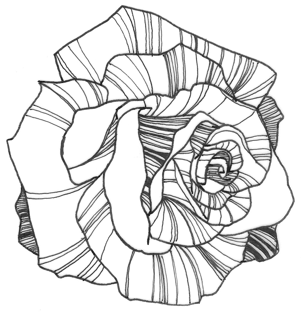 Free Rose Flower Drawing, Download Free Rose Flower Drawing png images