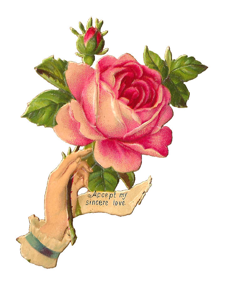 Antique Images: Free Pink Rose Illustration: Antique, Victorian 