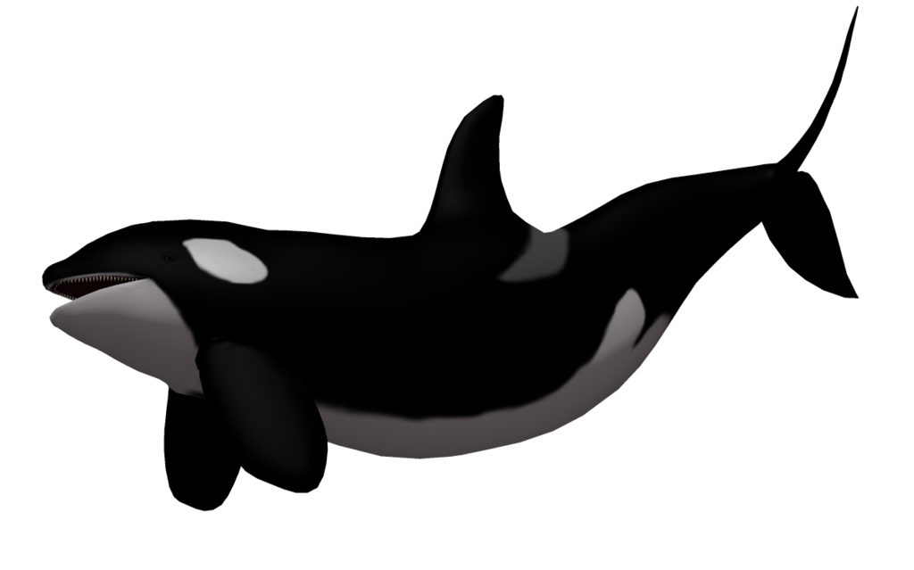 Killer Whale 03 by wolverine041269 on Clipart library