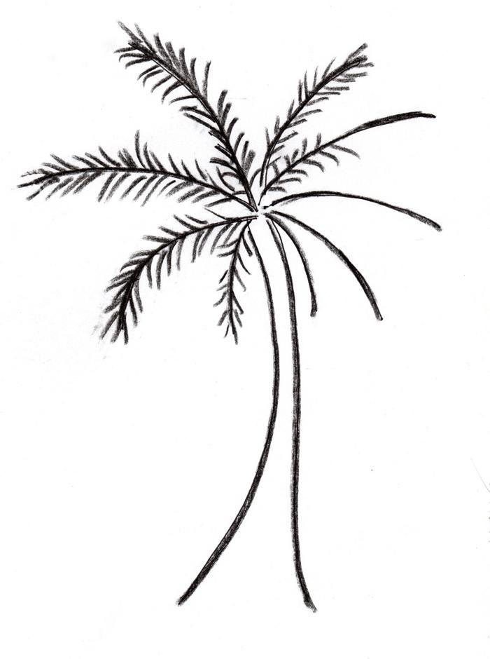 Palm tree drawings pictures | Free Reference Images