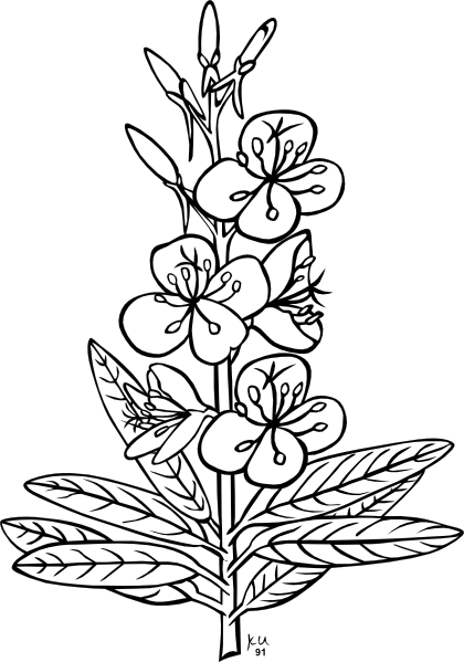 Fireweed Plant clip art - vector clip art online, royalty free 