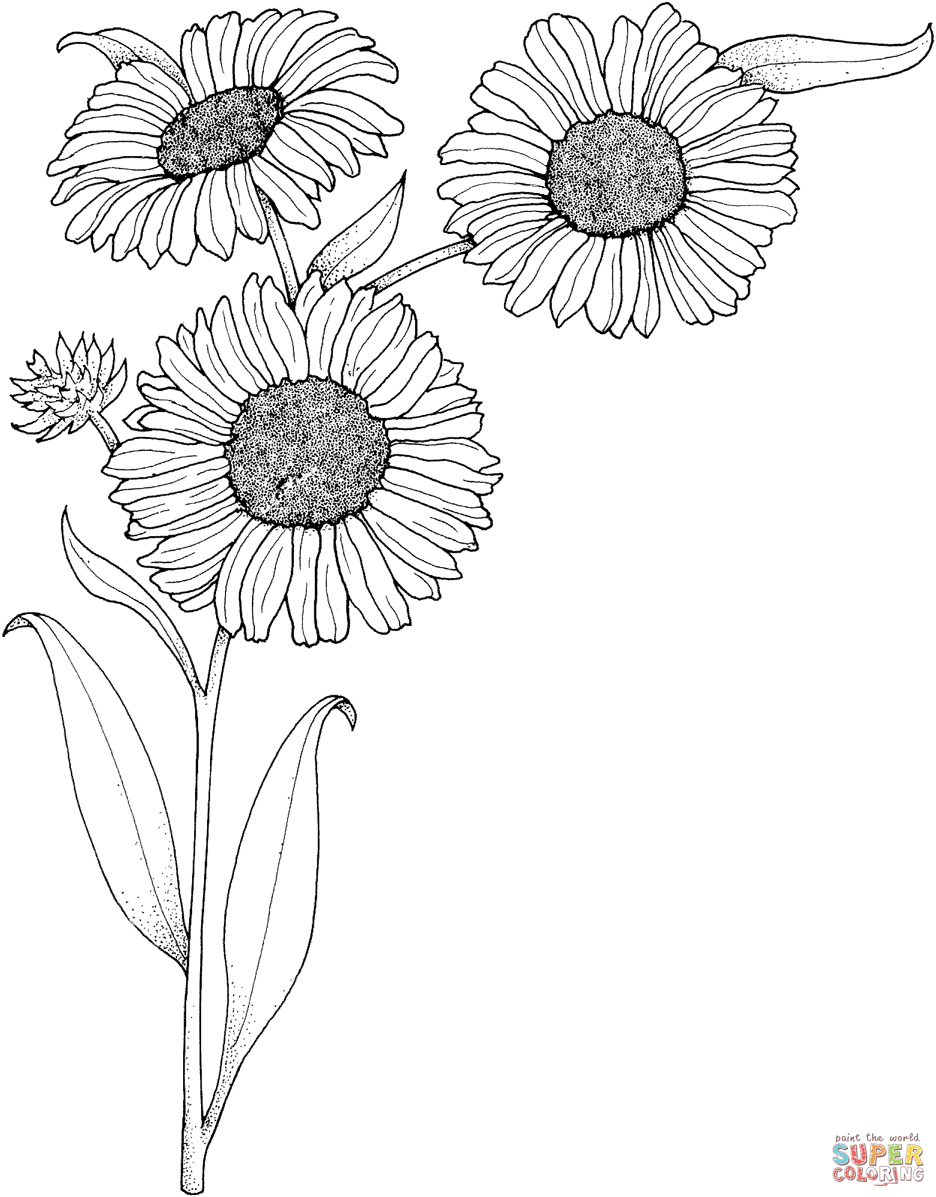 Free Printable Sunflower Coloring Pages Printable Blank World