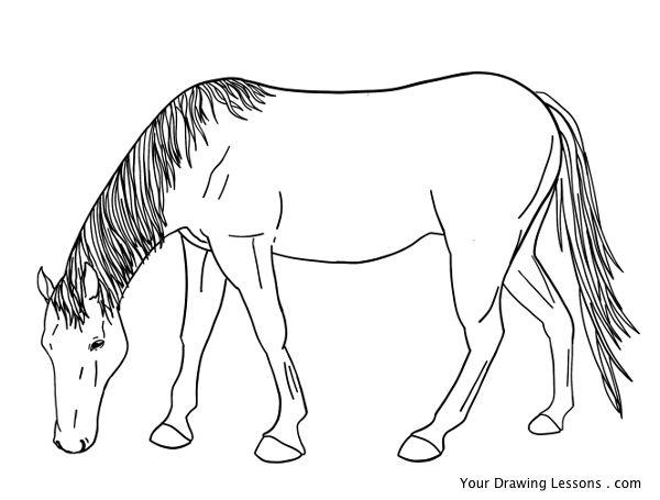 Draw A Horse Part 2