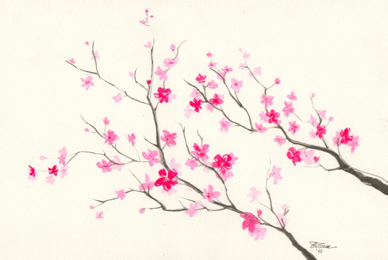 Free Sakura Flower Drawing, Download Free Sakura Flower Drawing png