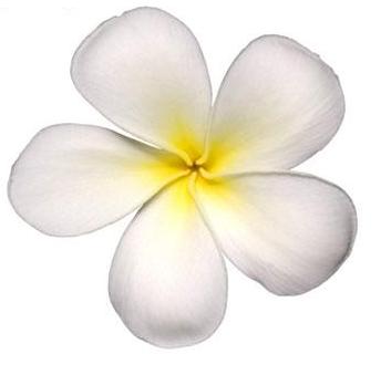 Hawaii Flowers Related Keywords  Suggestions - Hawaii Flowers 