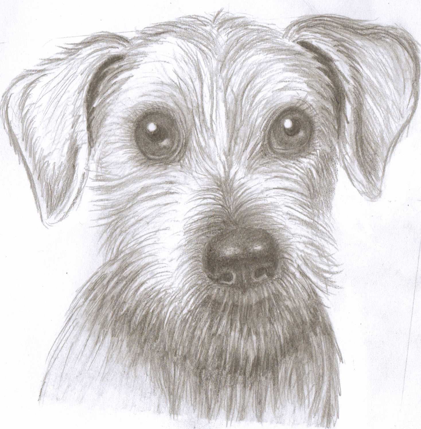 Pencil Drawing Dog Face bestpencildrawing