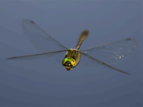 Afbeeldingsresultaat voor dragonfly gif