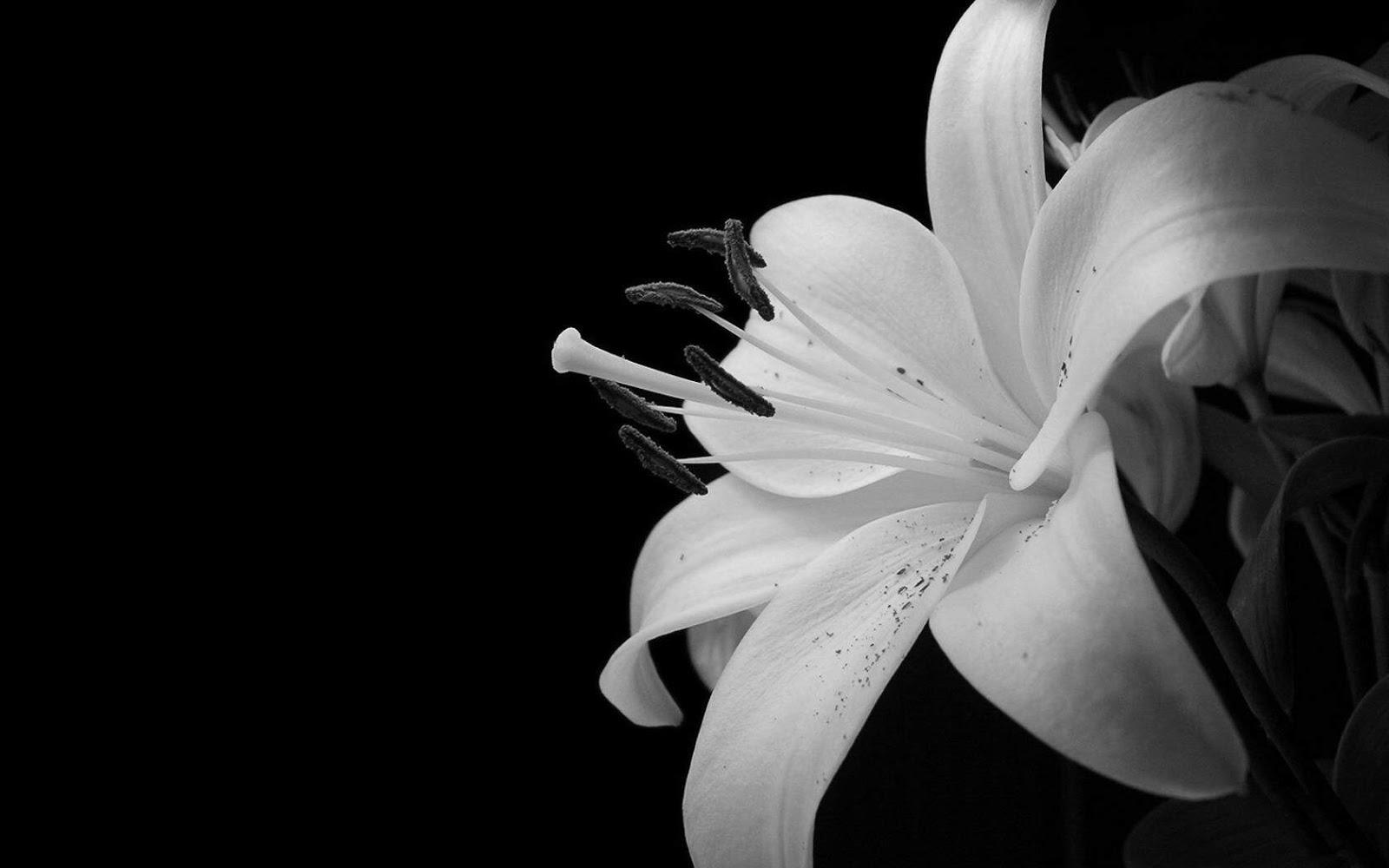 White and Pretty Flowers Backgrounds Black 1600x1000PX ~ Black and 