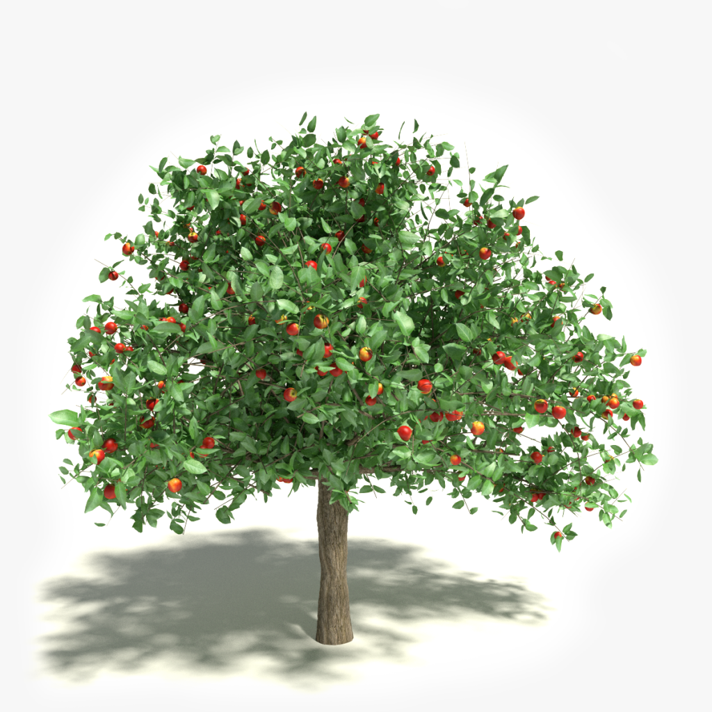 3d Apple Tree Model | Toon Life Studios