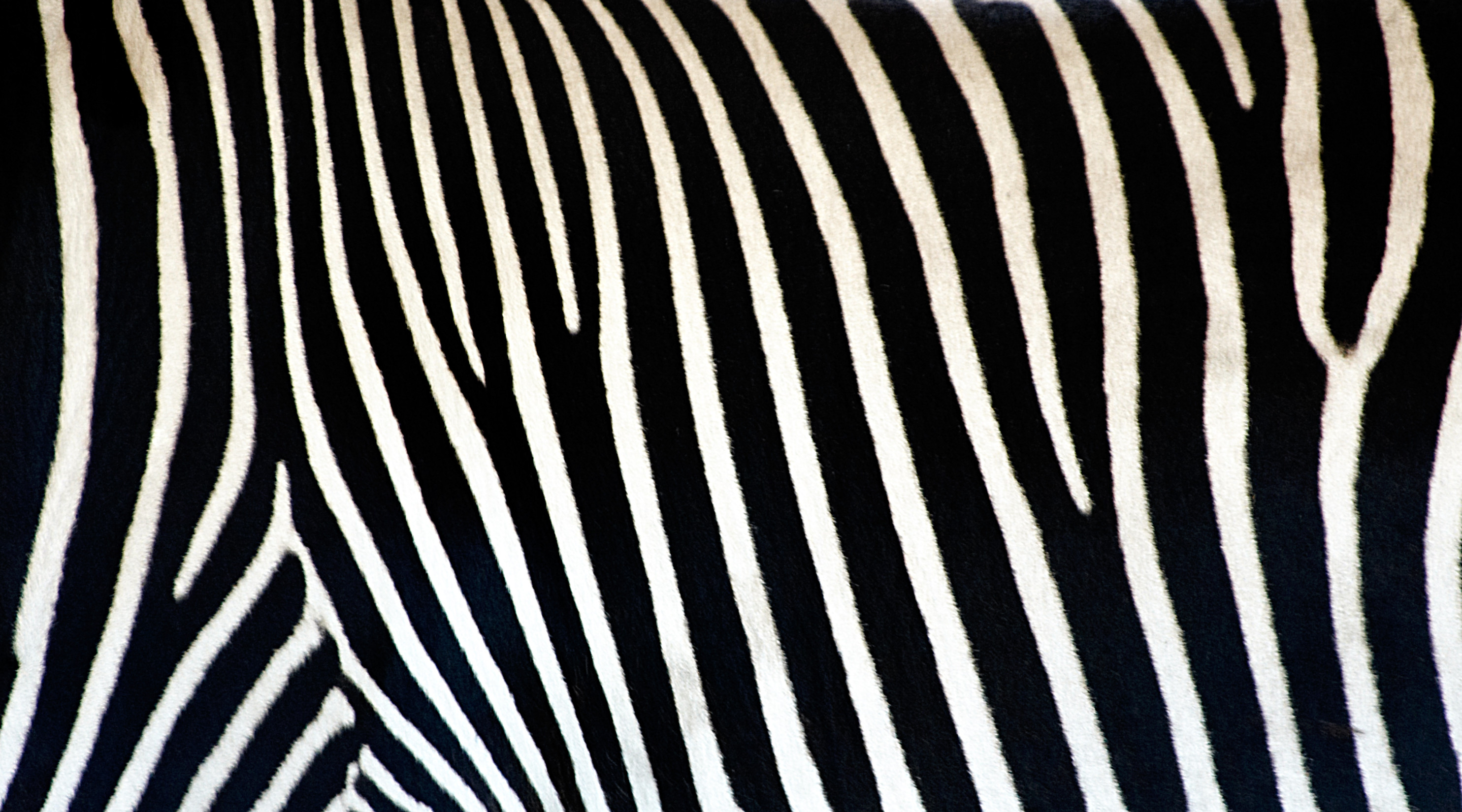 zebra free Wallpaper