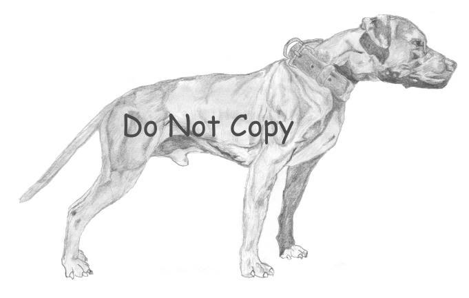 Drawings- dog related.