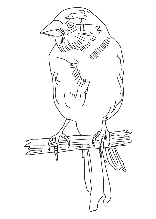 Free coloring pages of canary