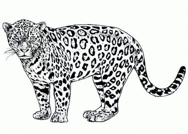 Cartoon Cheetah Coloring Pages Hoyb: Cartoon Cheetah Coloring 
