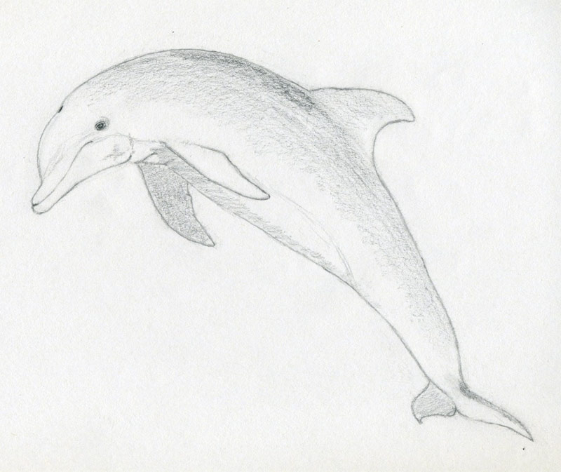 how-to-draw-a-dolphin05