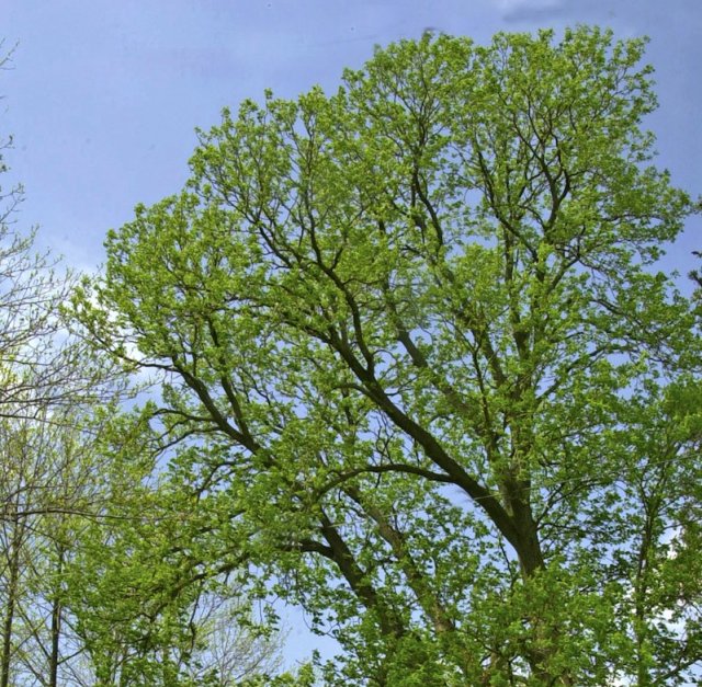 Explaining the size of tree leaves using physics | Ars Technica