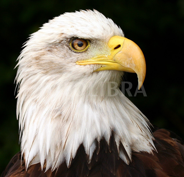 Image gallery for : eagle head image