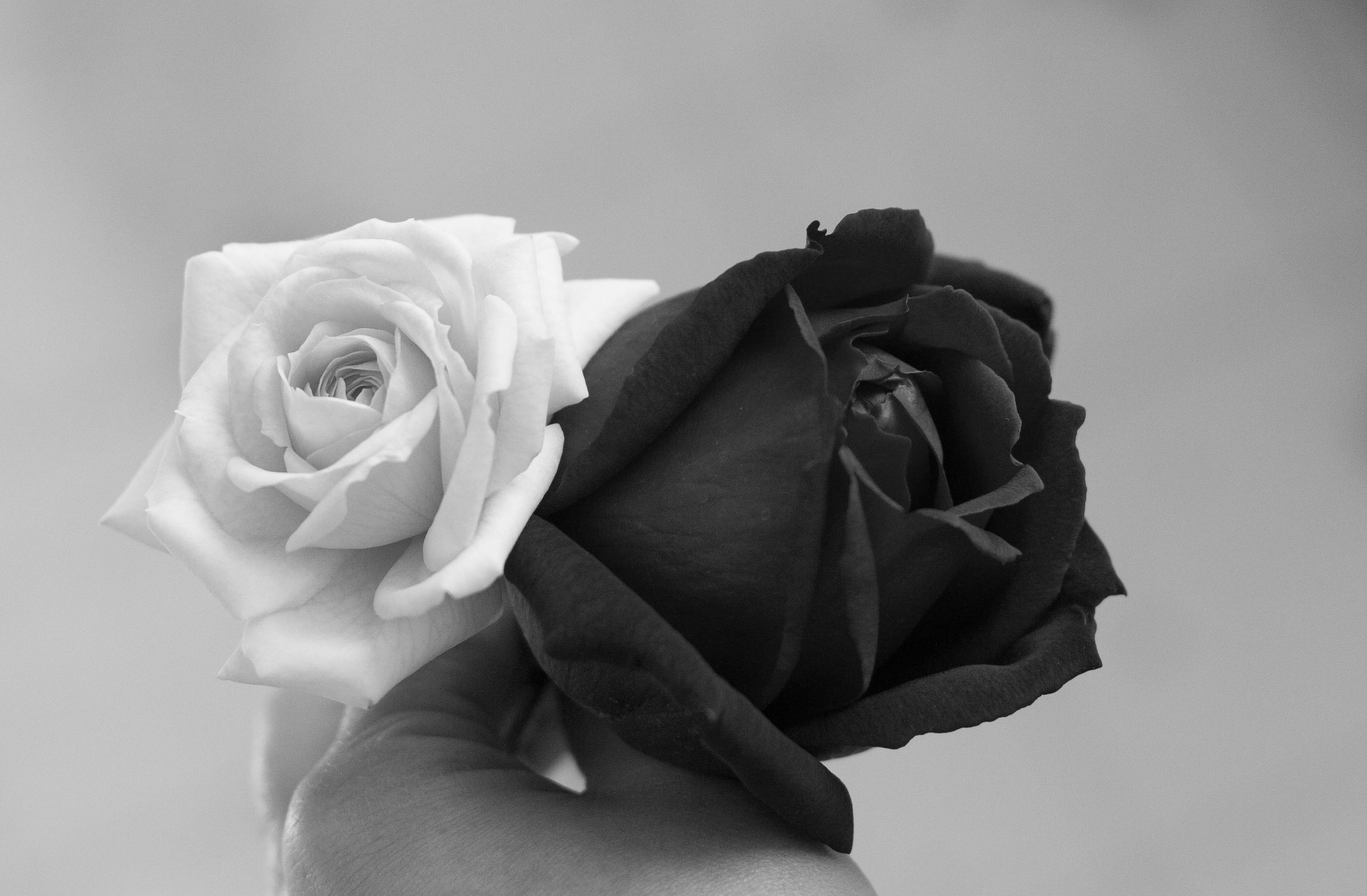 Images Roses Black White - HD Photos Gallery