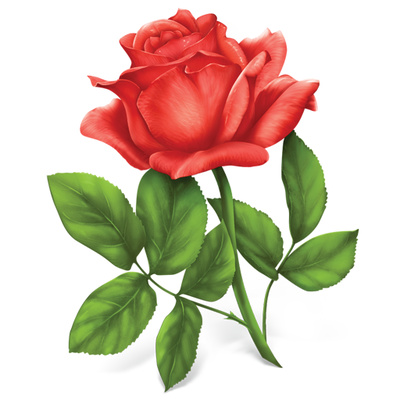 Rose Illustration, Single Red Rose Clipart | Just Free Image Download