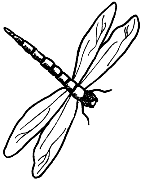 Dragonfly Drawings - Clipart library