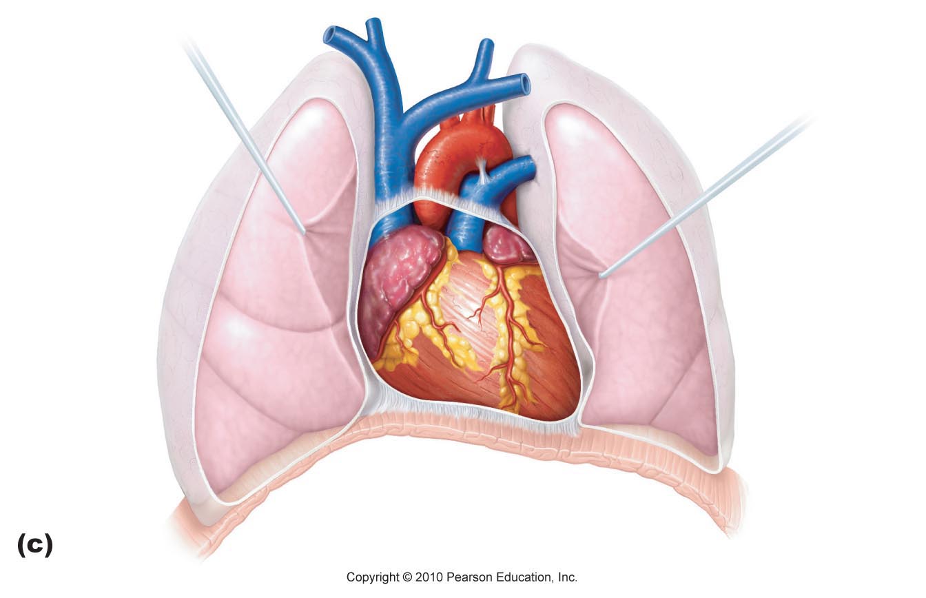 Free Heart Diagram Unlabeled, Download Free Heart Diagram Unlabeled png