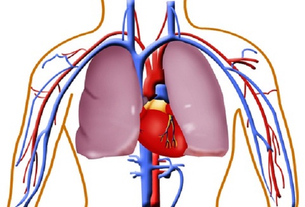 circulation of heart diagram | Healthy Blog